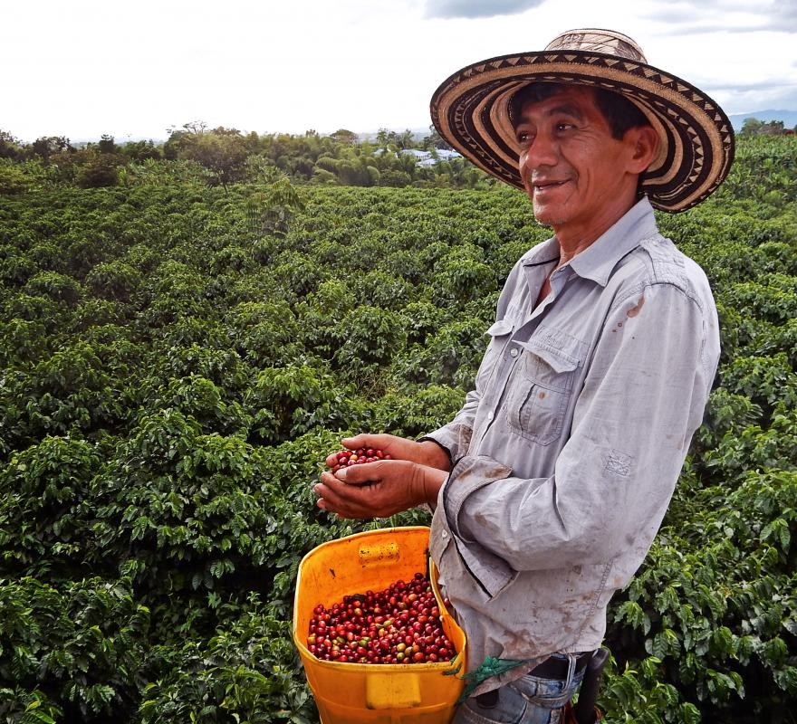 Man in coffee field holding coffee beans