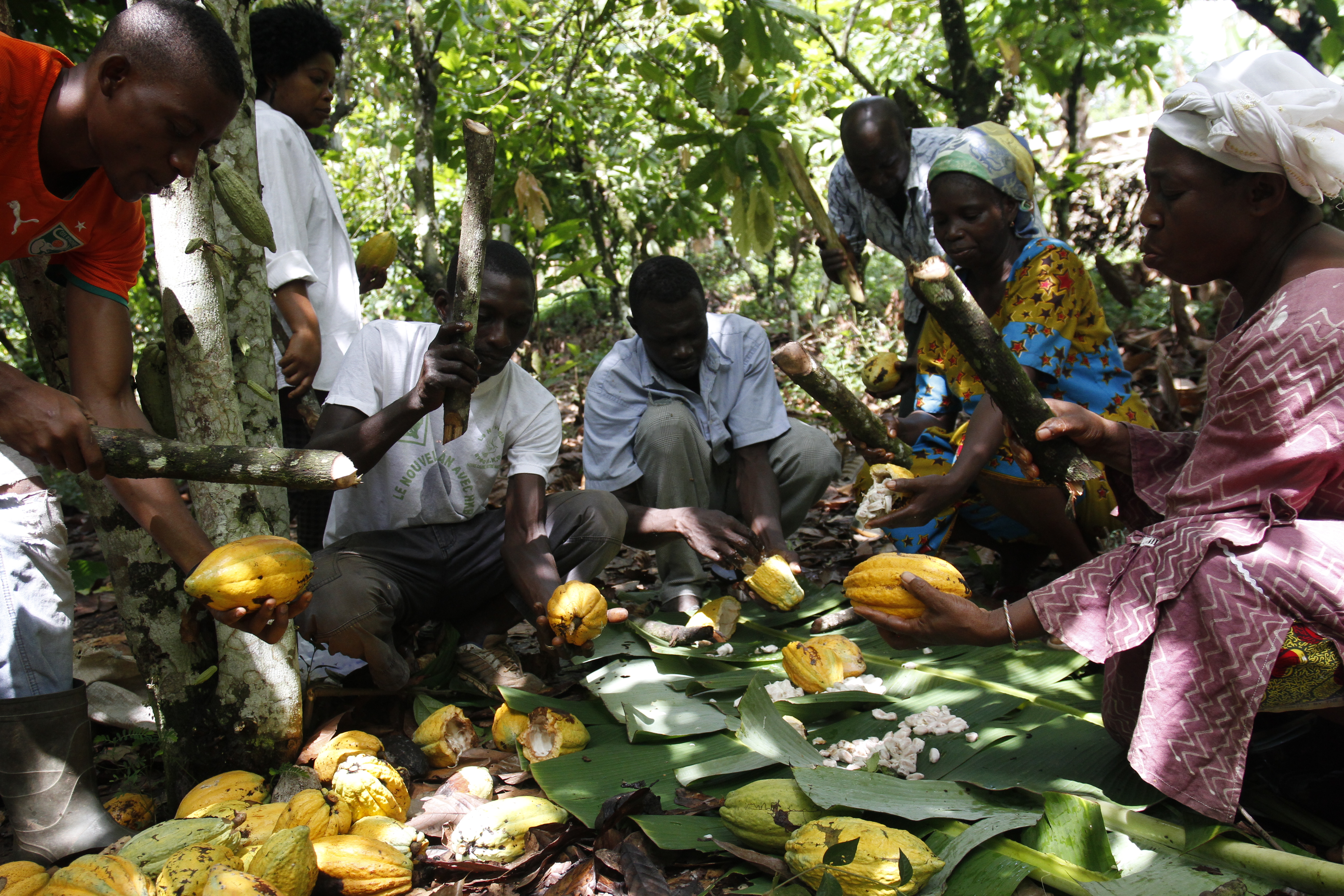 People holding cocoa fruits on the ground