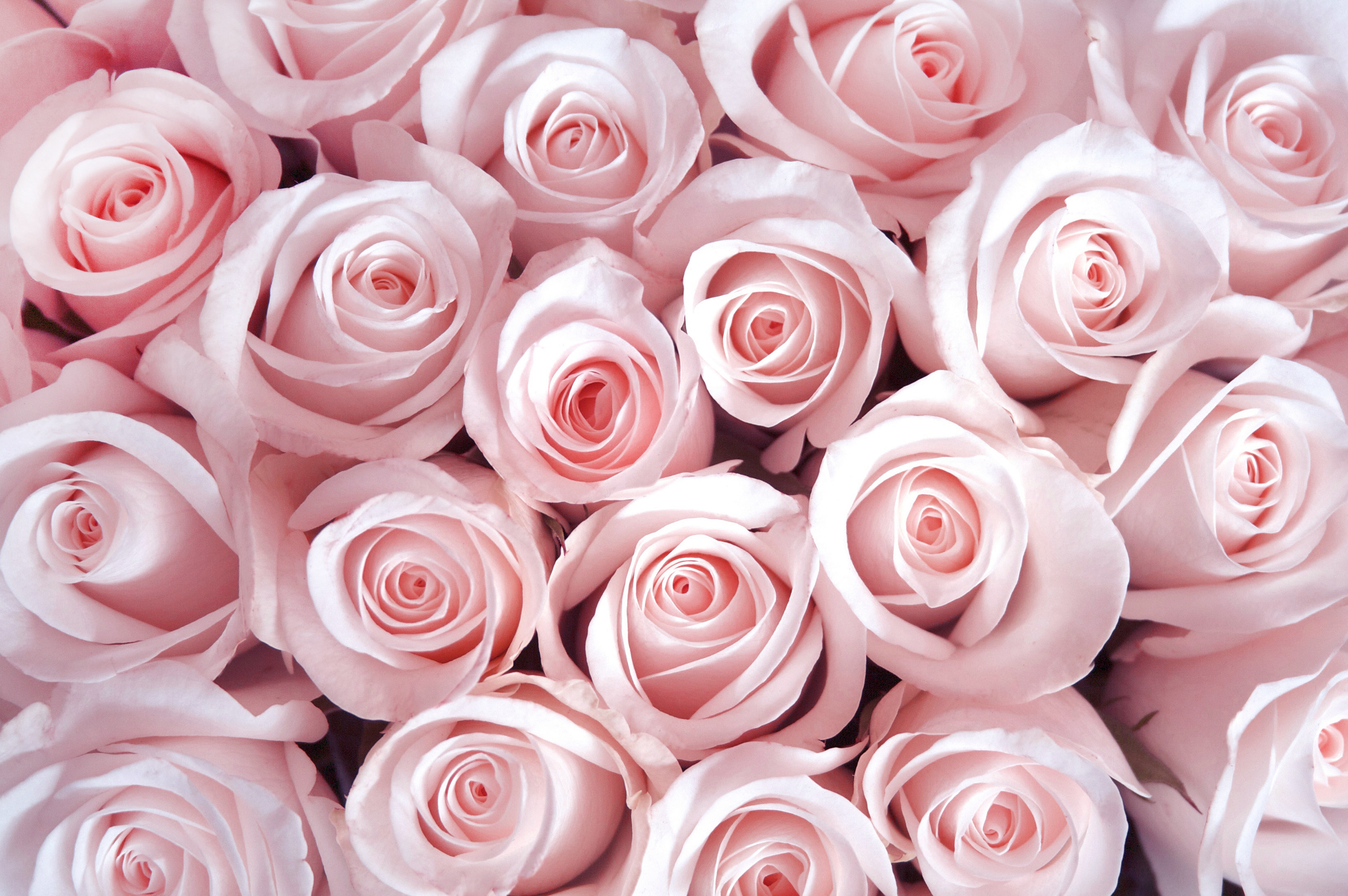 A bouqet of pink roses