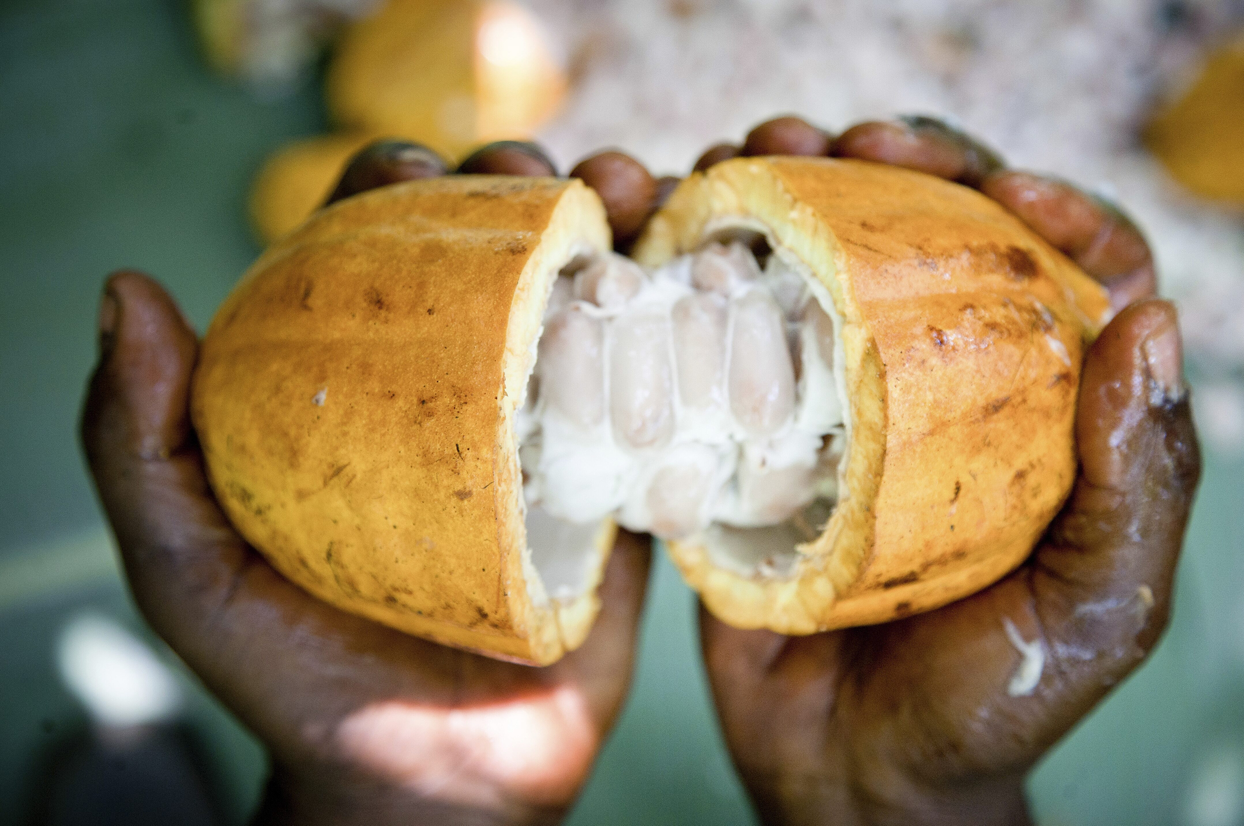 Hände halten eine Kakaofrucht