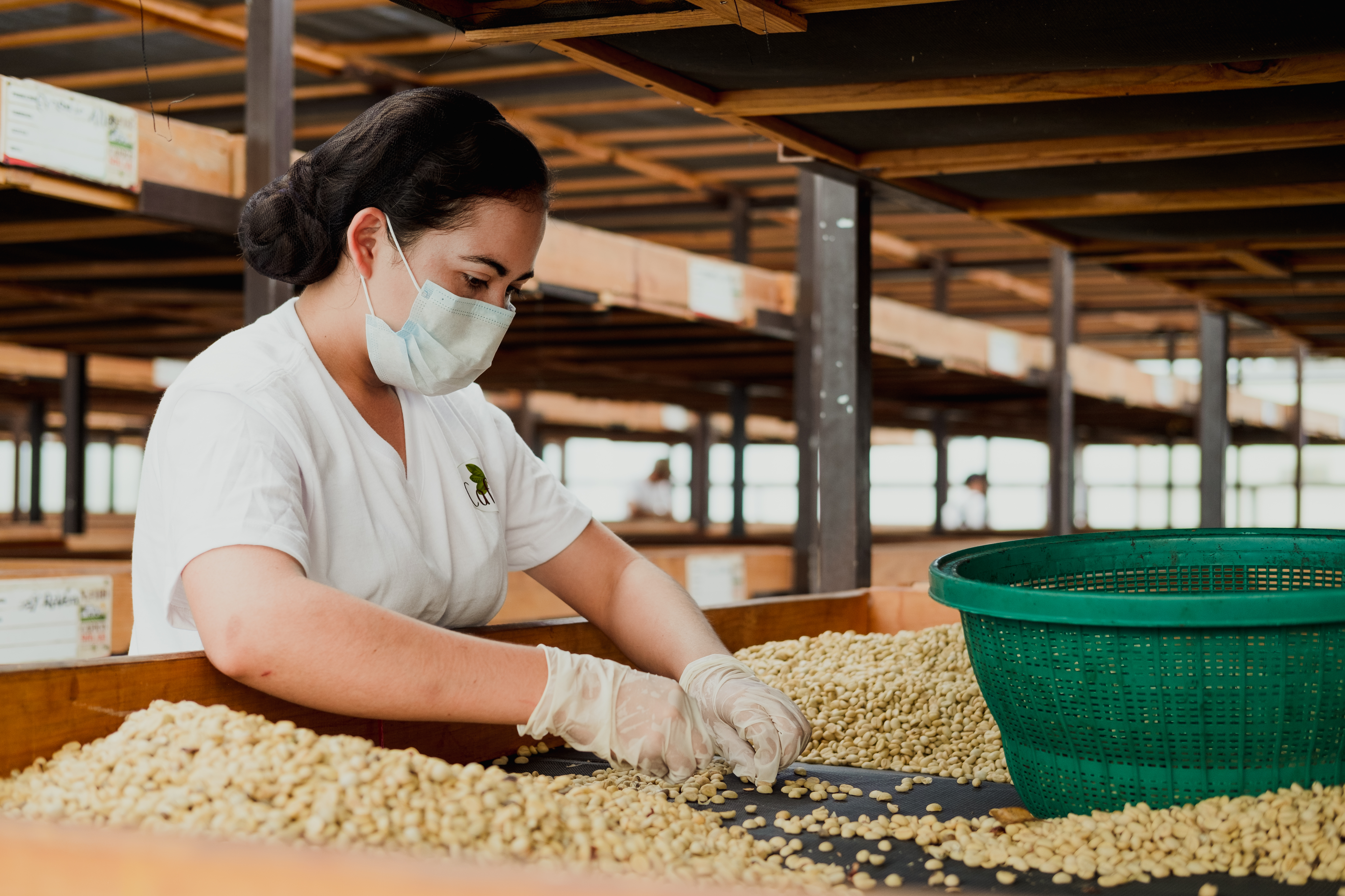 Women sorting through coffee beans
