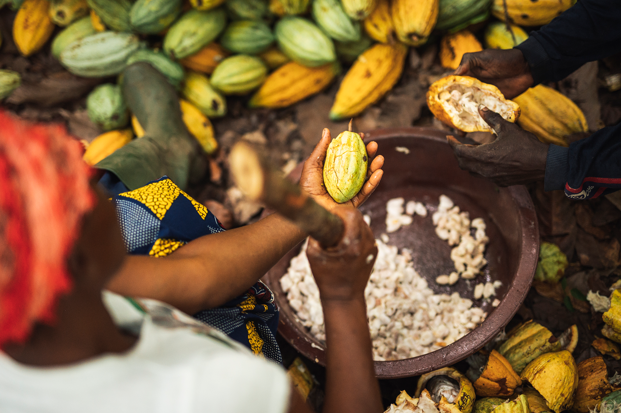 Two people cutting open cocoa beans