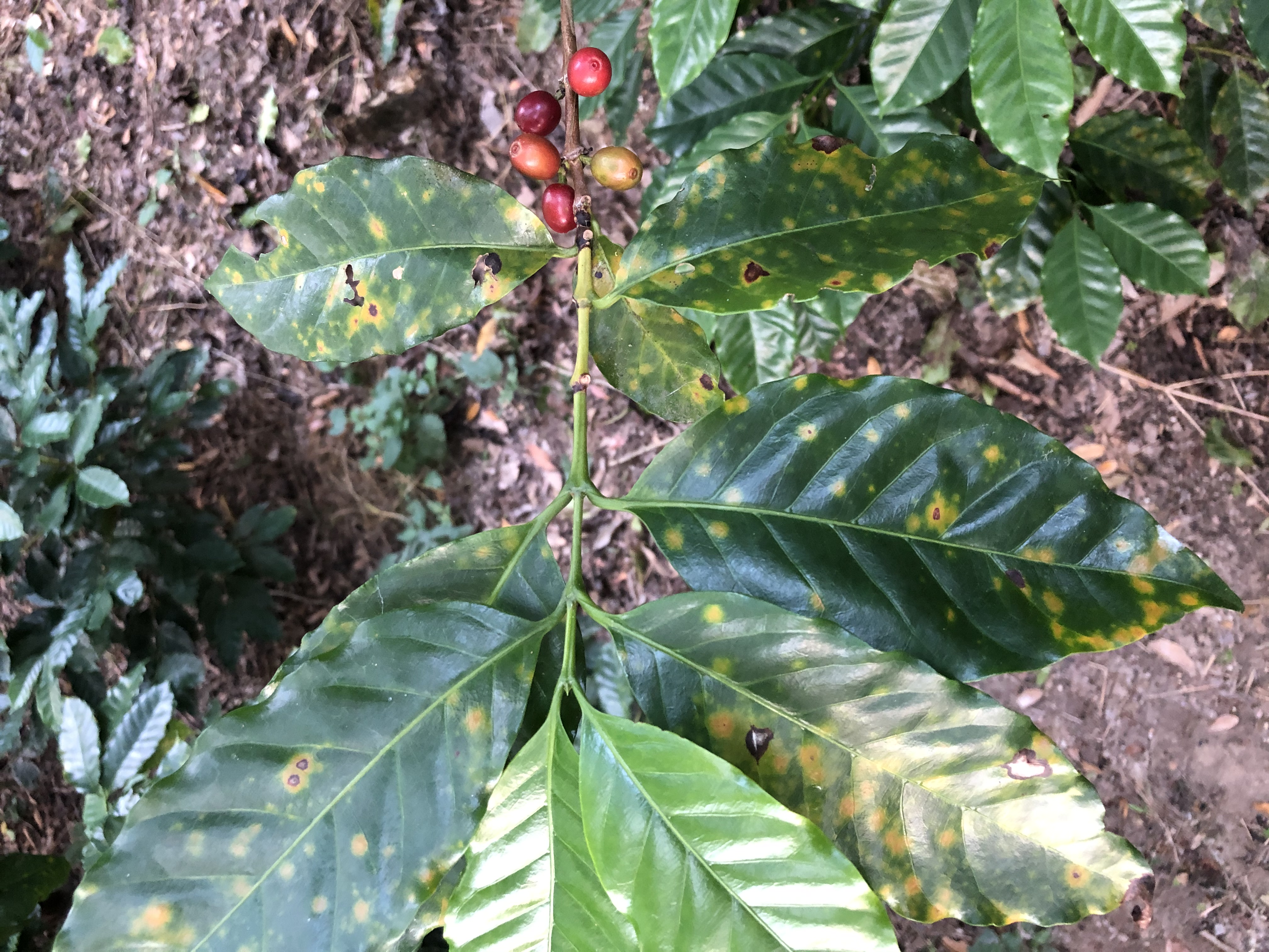 Coffee plant damaged by coffee leaf rust disease (“la roya”)