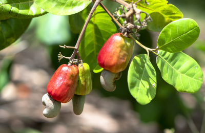 Cashew nuts hanging in the bush