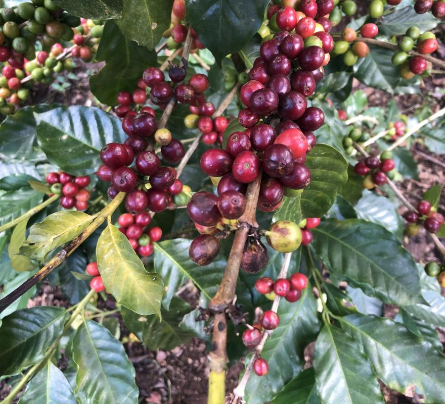 Kaffeepflanze mit roten, reifen Früchten