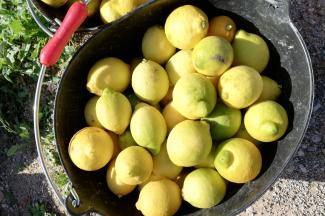 Bucket of lemons