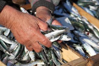Fish der eine Hand voll Sardinien hält