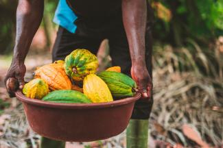Person holding bucket full of cocoa fruit
