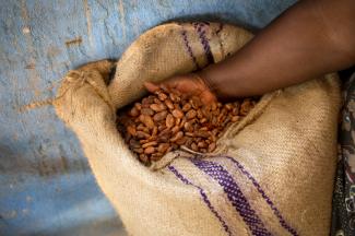 Person holding dry cocoa beans