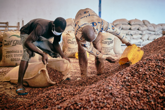 Two people shuffling dried cocoa beans