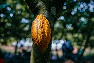 Yellow cocoa fruit on tree