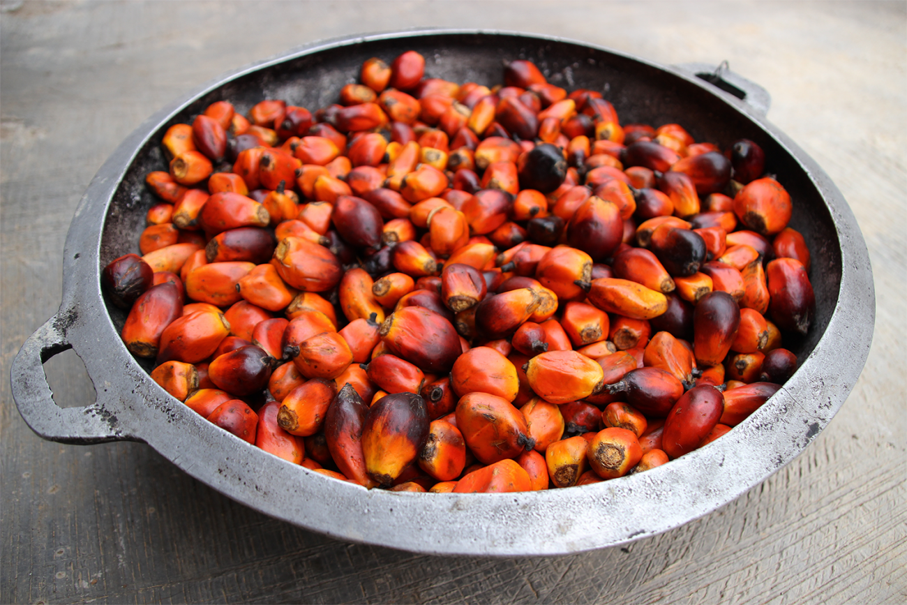 Bucket full of palm oil seeds
