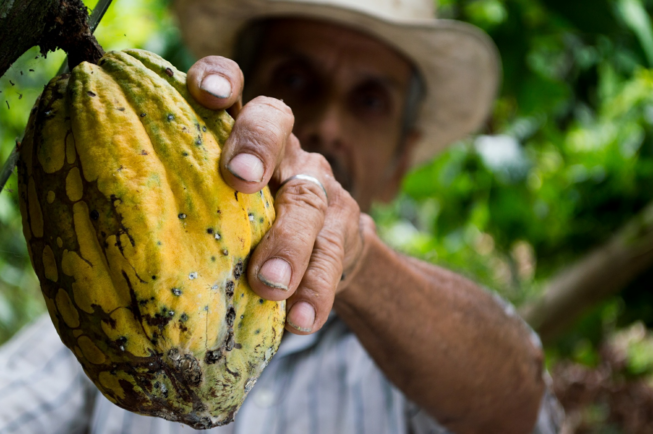 Cocoa farmer holding yellow cocoa fruit in hand