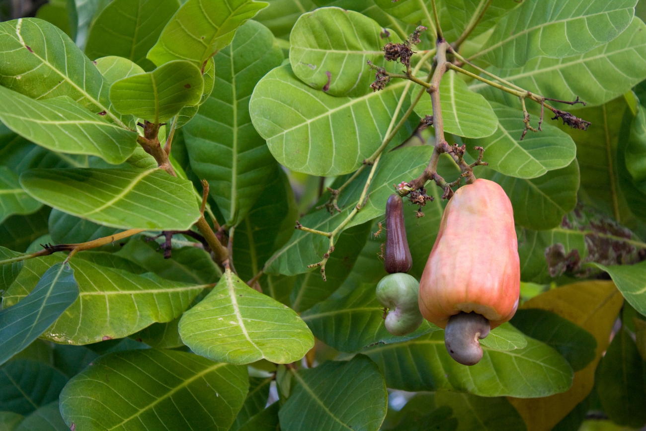 Cashew nut in cashew bush