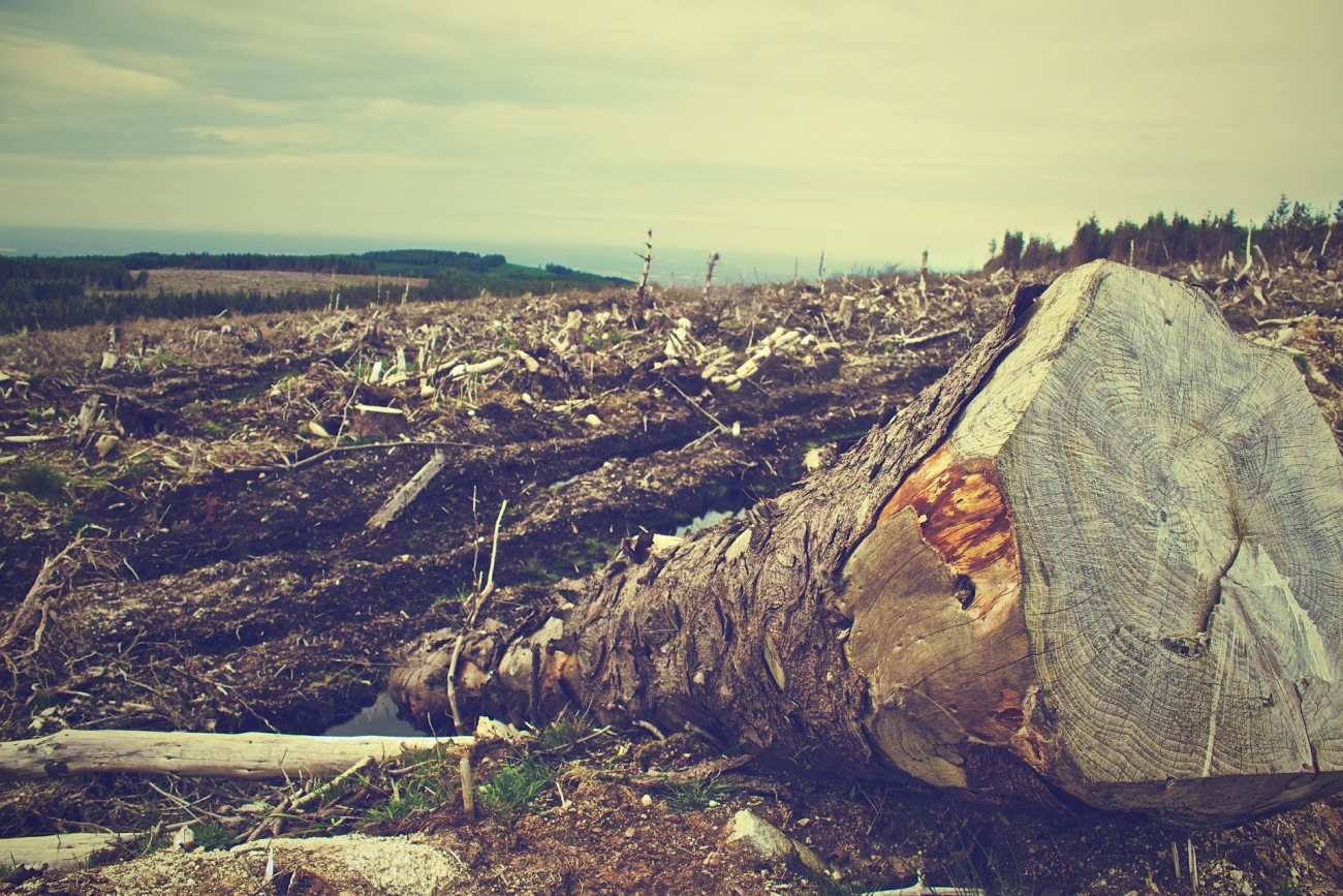 Cut down tree in deforested field