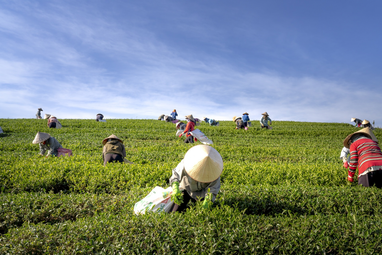 People working on tea plantation