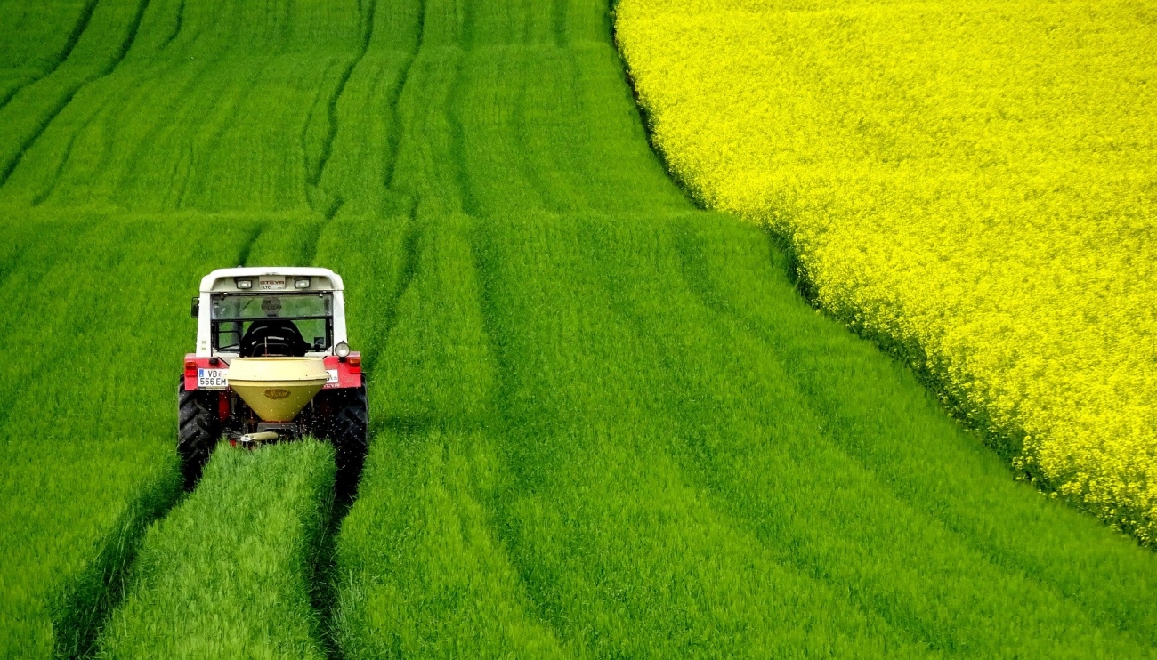 Tractor in rapseed field