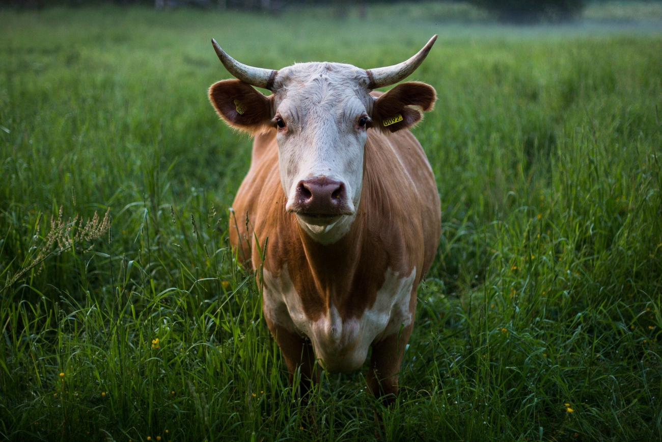 Cow with horns standing in green grass