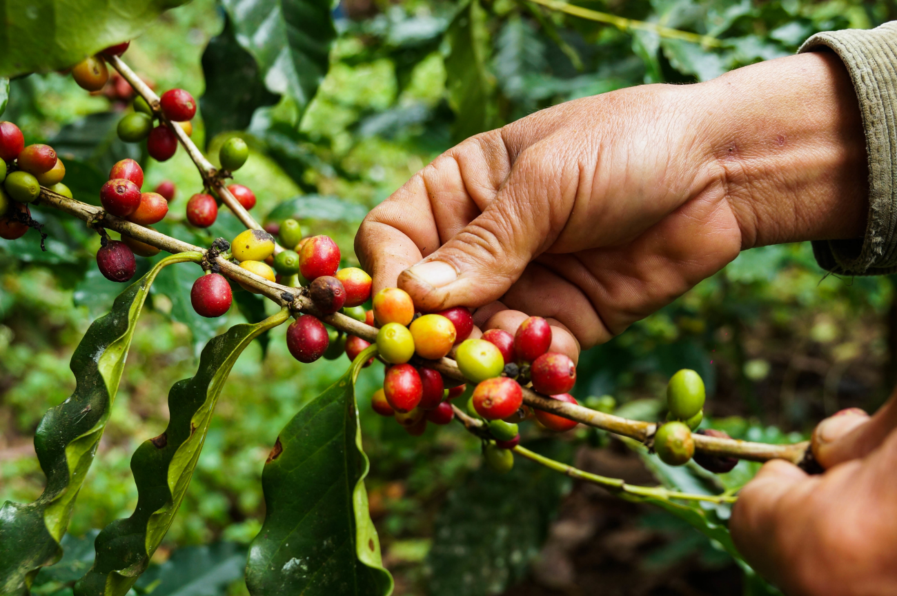 hand holding coffee plant
