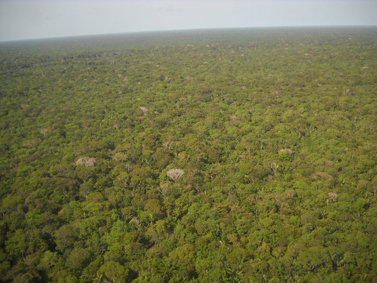 Rainforest from above