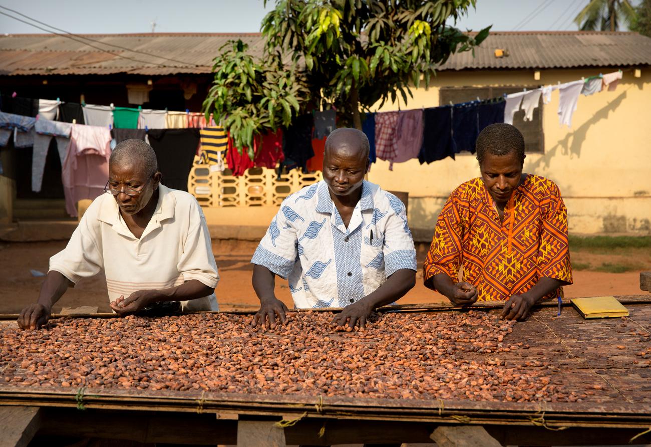 Three man sorting through cocoa beans