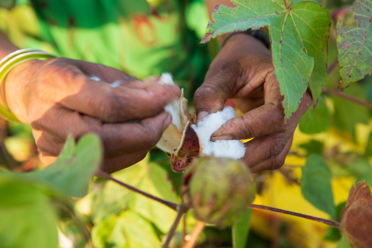 Hands picking cotton