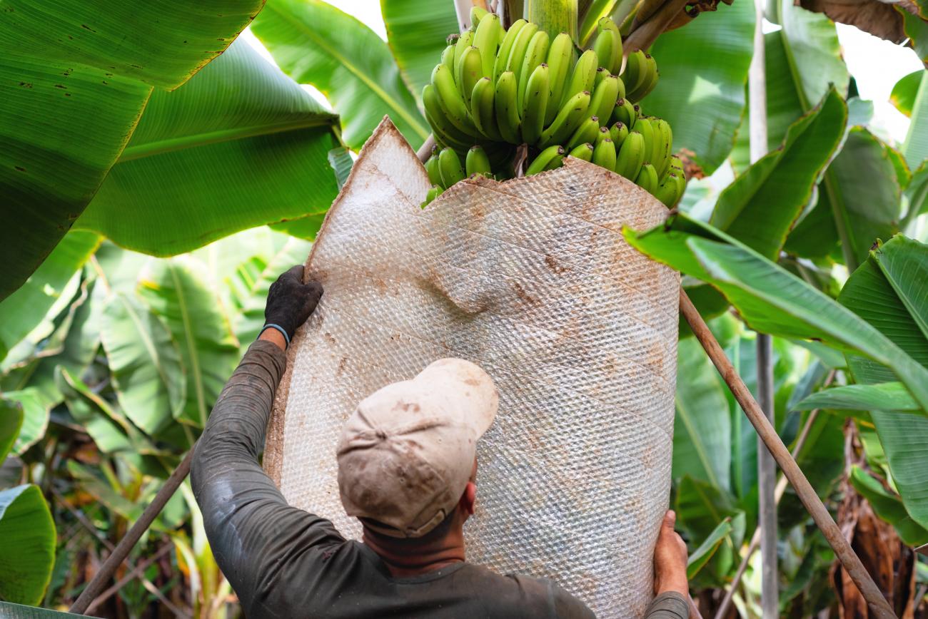Man covering banana stock with a sheet