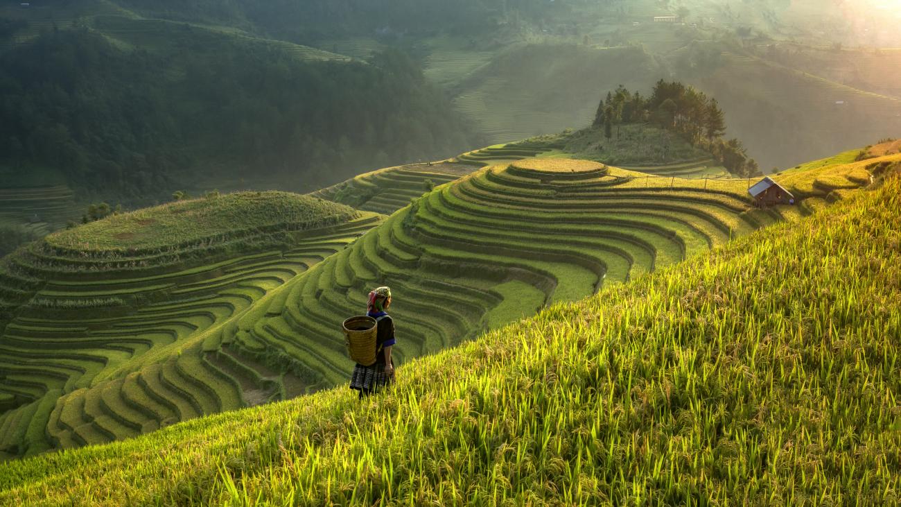 Woman walking in tea field
