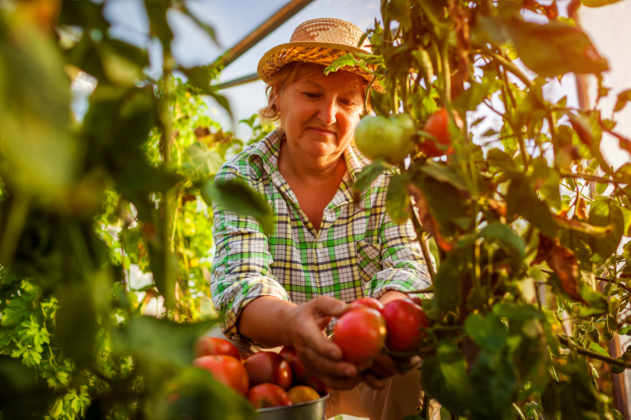 Women working in tomato field