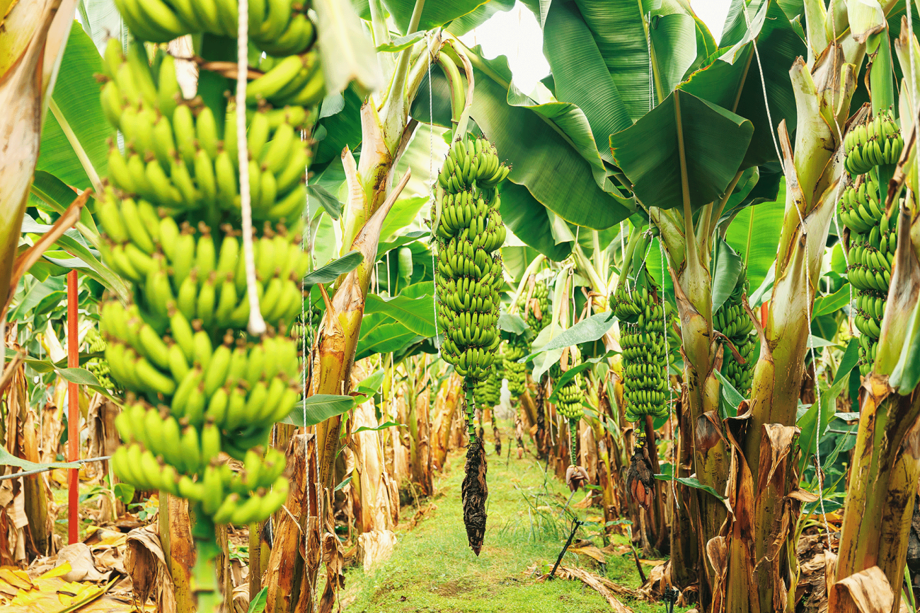 Sustainable banana sourcing 