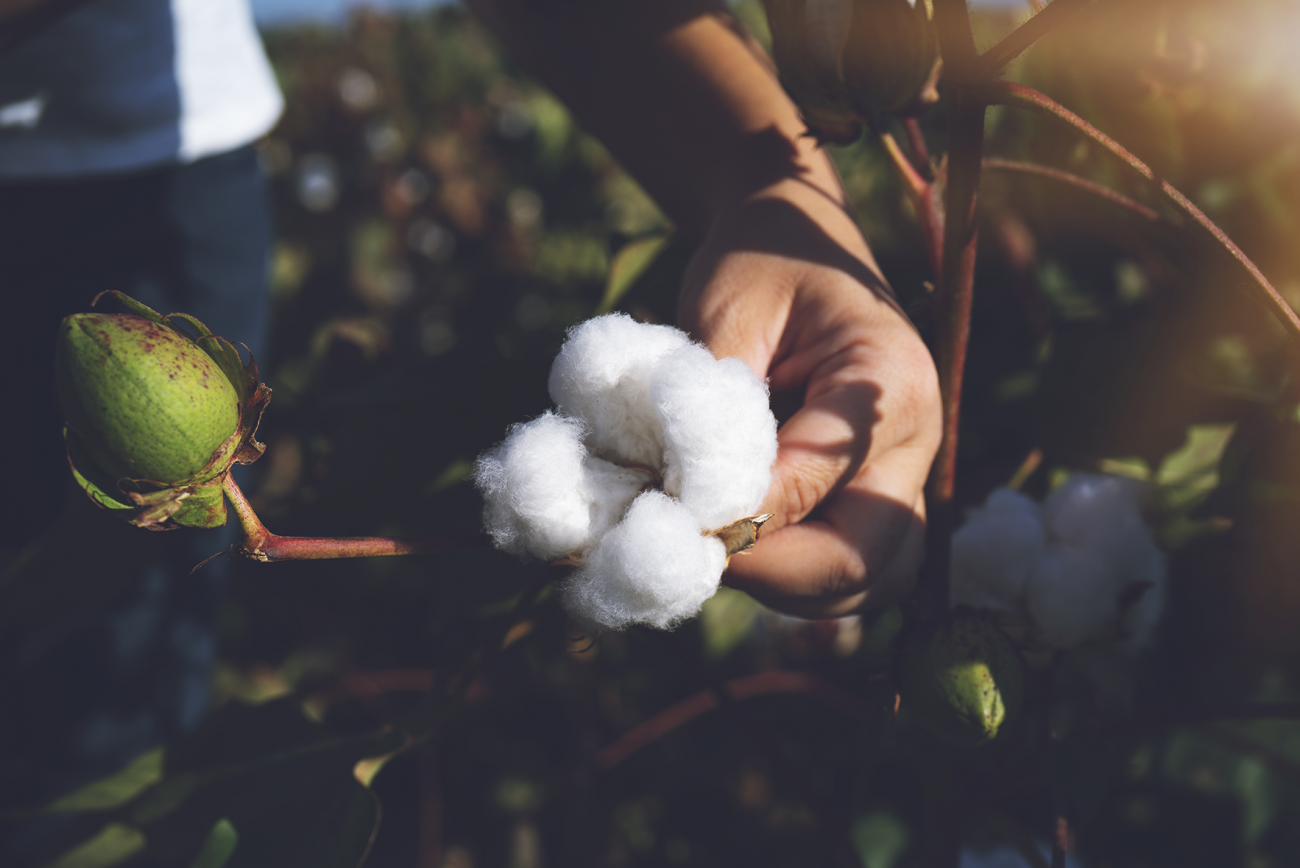 Person picking cotton.