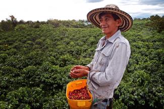 Man in coffee field holding coffee beans