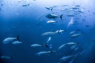 Tuna swimming in ocean