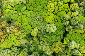 Jungle photographed from above