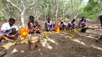 Female cashew harvesters 