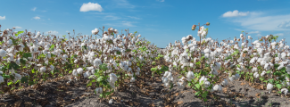 cotton plant in field