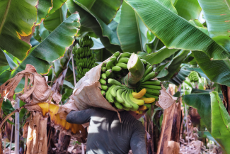 Worker with bananas