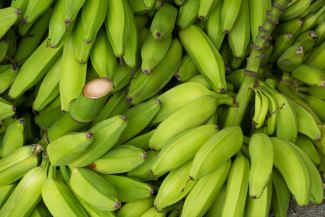Green bananas in a bundle
