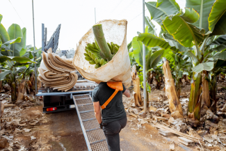 Worker with bananas on back loading a truck