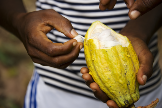 Person holding cocoa fruit