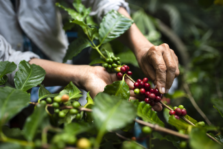 Person picking coffee beans 