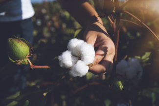 Person picking cotton
