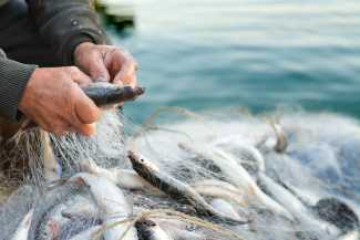 Fischer hält Fisch und Fischernetz