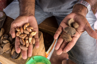 Person holding brazil nuts