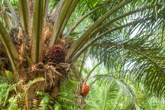 Palm fruits in tree