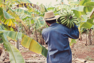 Farmer holding bananas on shoulder