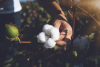 Person holding cotton
