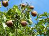 Brazil nut fruits on tree