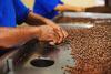Person picking out dried coffee beans