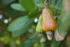 Raw cashew fruits hanging from tree